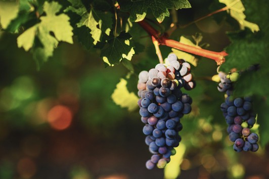 Vacanze che profumano di mosto cotto